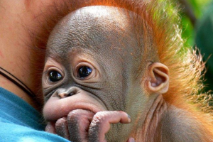 Little orangutang budi ma teraz towarzyszy do gier